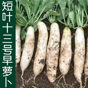 短叶十三号早萝卜种子 春季秋季播蔬菜籽 早熟清甜白皮水果萝卜孑