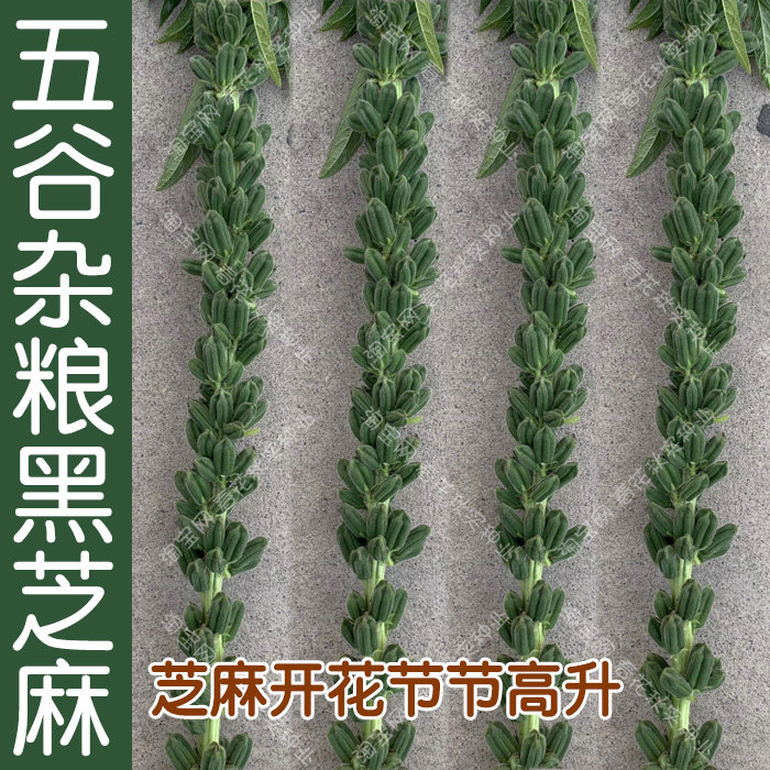 抗病高产黑芝麻种子播菜园节节高图片