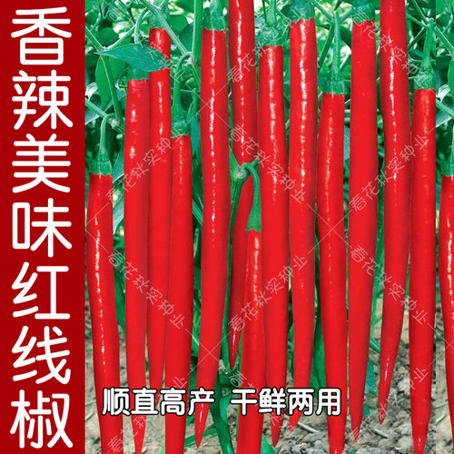 香辣红线椒蔬菜种子口感好易种植