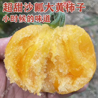 超甜沙瓤大黄柿子种子水果番茄