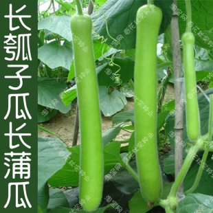 早熟特长甜瓠子瓜种子 春夏秋四季播蔬菜种籽爬藤耐热 肉质软好吃
