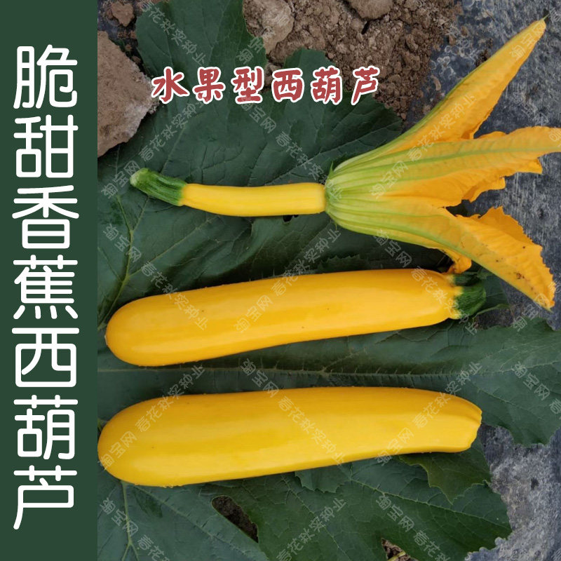 金香蕉水果西葫芦种子 春季秋季生食蔬菜籽阳台盆栽大田高产四季