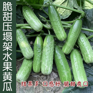 脆甜压塌架高产水果黄瓜种子 春秋四季播蔬菜籽 阳台盆栽菜园强雌