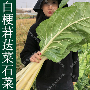 早熟白梗叶甜菜莙荙菜石菜厚牛皮菜种子 春秋季播蔬菜籽 阳台盆栽