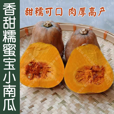 甜面蜜宝小南瓜种子春夏秋季蔬菜