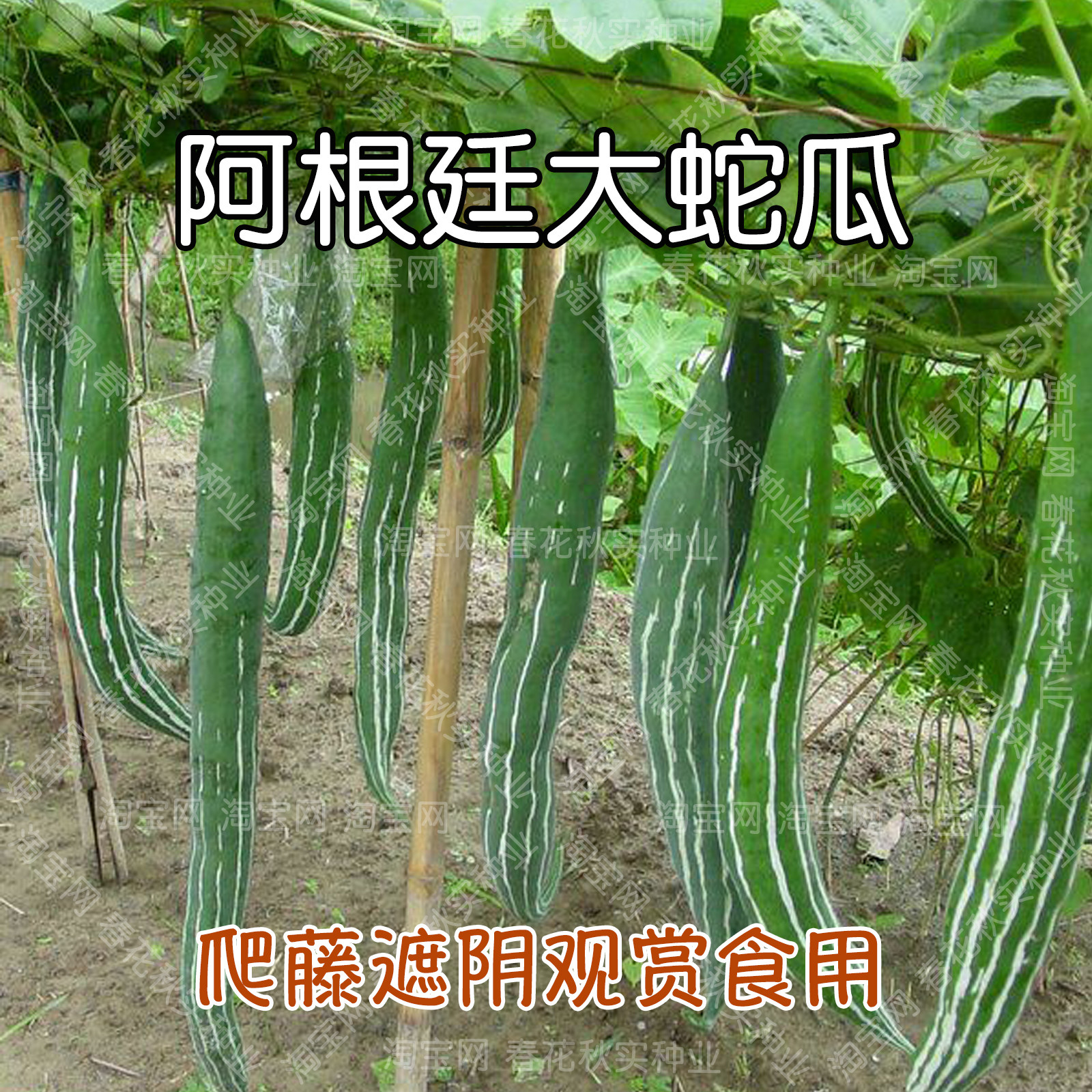 阿根廷高产大蛇瓜种子 春季夏季蔬菜籽 爬藤遮阴食用观赏瓜果类孑,鲜花速递/花卉仿真/绿植园艺,家庭园艺种子,淘宝优惠券,粉丝福利购,淘宝优惠卷