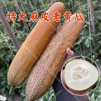 水果蔬菜籽阳台盆栽黄瓜种子