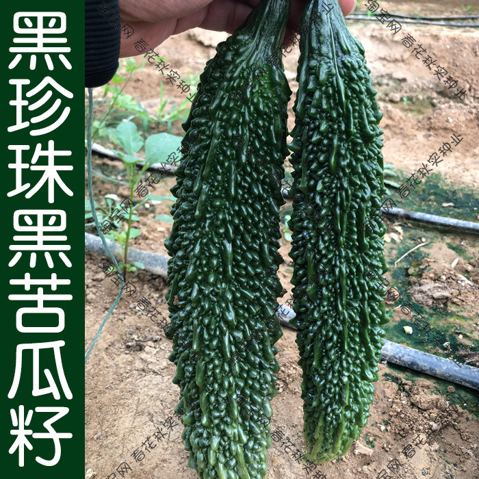 黑珍珠黑苦瓜种子 春季夏季四季播蔬菜籽 脆妃微苦墨绿高产盆栽孑