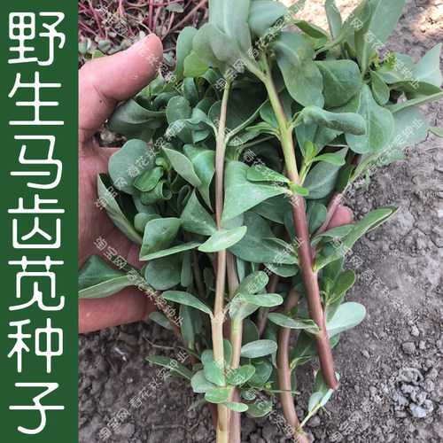 马齿苋长寿菜蚂蚱盆栽大田种子