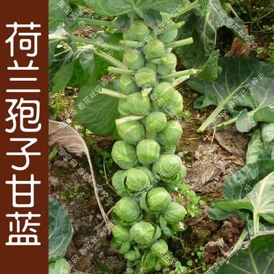 秋季阳台盆栽小芽特菜孢子甘蓝