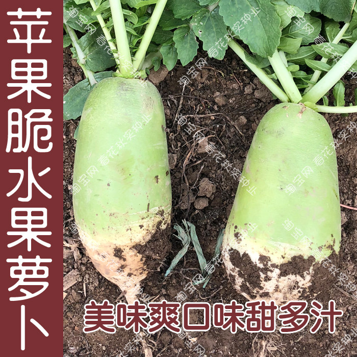 苹果脆791水果罐萝卜种子 秋季蔬菜籽美味爽口味甜多汁盆栽大田孑