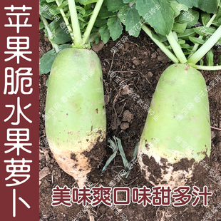 苹果脆791水果罐萝卜种子 秋季蔬菜籽美味爽口味甜多汁盆栽大田孑