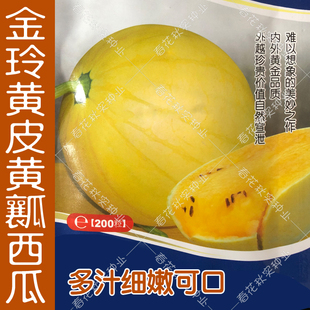 金玲黄皮黄瓤礼品小西瓜种子籽 细嫩脆甜多汁 早熟结果多口感好吃