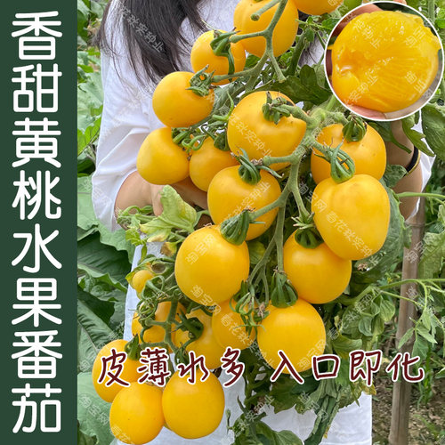 超甜多汁黄桃番茄种子阳台盆栽