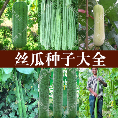 丝瓜种子大全四季蔬菜种子高产