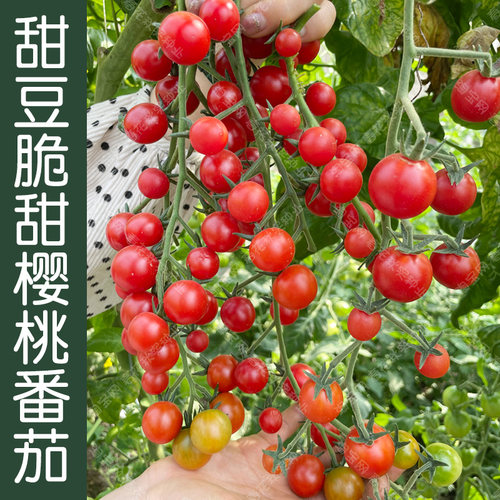 脆甜甜豆樱桃小番茄种子口感好