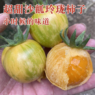 播水果蔬菜籽 口感好盆栽孑 春夏秋四季 超甜沙瓤玲珑柿子番茄种子