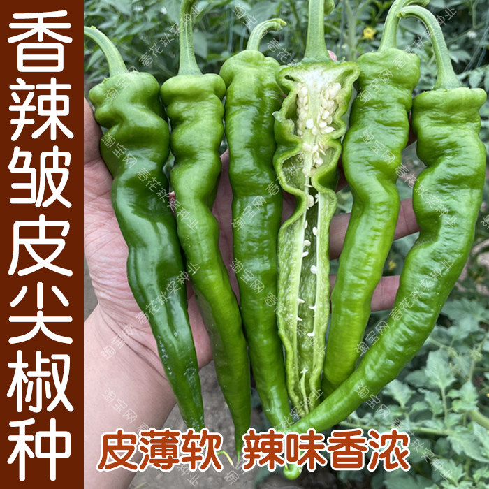 香辣软皮薄皮皱皮尖椒种子 春季秋季播蔬菜籽 青椒红椒两用好吃孑