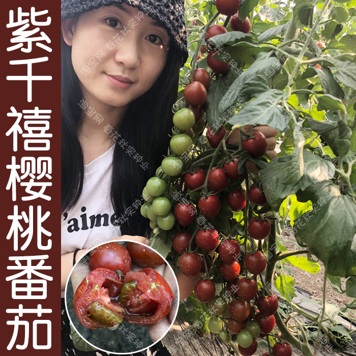 蔬菜千禧春季香甜种子