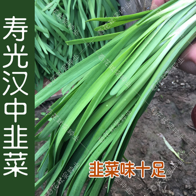 汉中韭菜种子口感好易种植