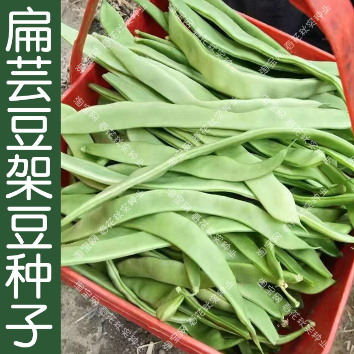 先锋王扁芸豆种子 春秋季播宽绿色豆角蔬菜籽 耐老化无纤维好吃孑