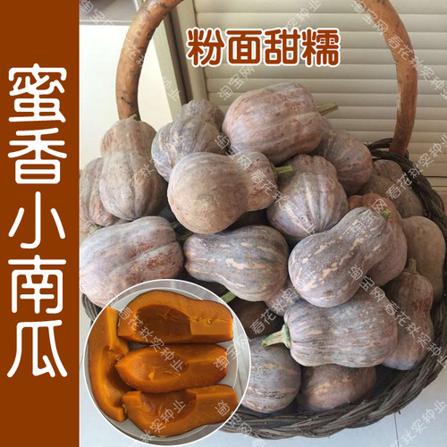 蜜香四季肉厚干面迷你小南瓜种子