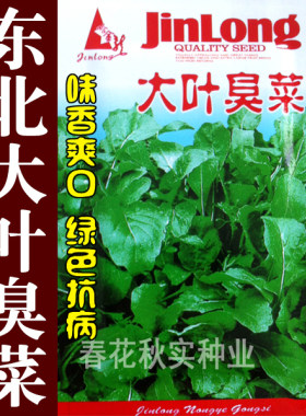 大叶种子味香独特爽口阳台菜园