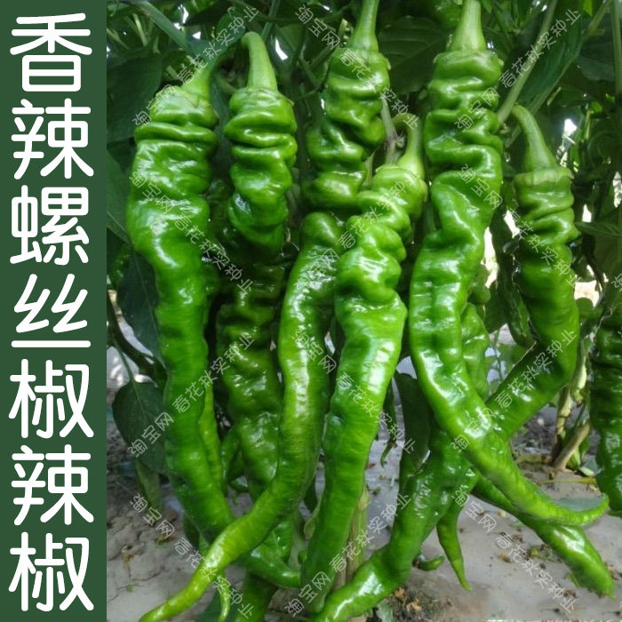 香辣螺丝椒种子苗 春季秋季播蔬菜籽特辣口感好辣椒炒肉 青辣椒孑