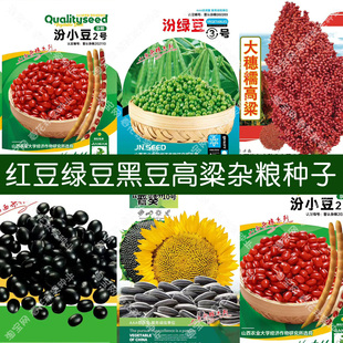 小黑豆红小豆绿豆大穗糯高粱向日葵种子 春夏季播五谷杂粮蔬菜籽
