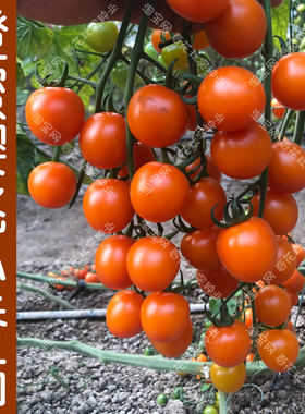 橙蜜樱桃小番茄种子 春秋季橙色西红柿水果蔬菜籽 酸甜可口盆栽孑