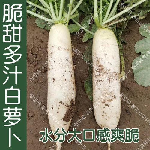 脆甜多汁大白萝卜种子 春夏秋季花叶板叶耐热耐湿 水果蔬菜种籽孑 - 封面
