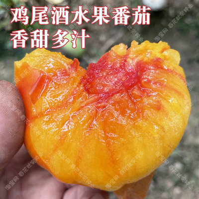 鸡尾酒水果番茄种子口感好易种植