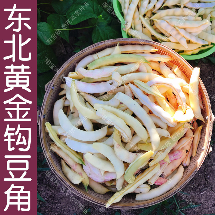 早熟东北黄金钩豆角种子 春秋季播蔬菜籽 结果多无纤维口感好吃孑,鲜花速递/花卉仿真/绿植园艺,家庭园艺种子,淘宝优惠券,粉丝福利购,淘宝优惠卷