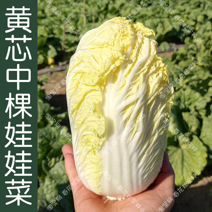 黄芯中棵娃娃菜种子春秋季早熟