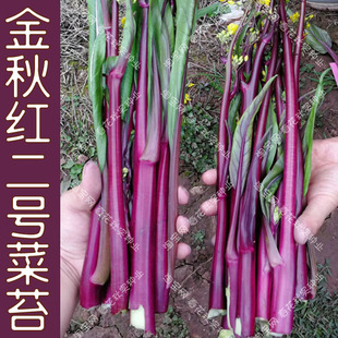 金秋红二号红菜苔种子 白菜苔心秋季播蔬菜籽 阳台盆栽大田高产孑
