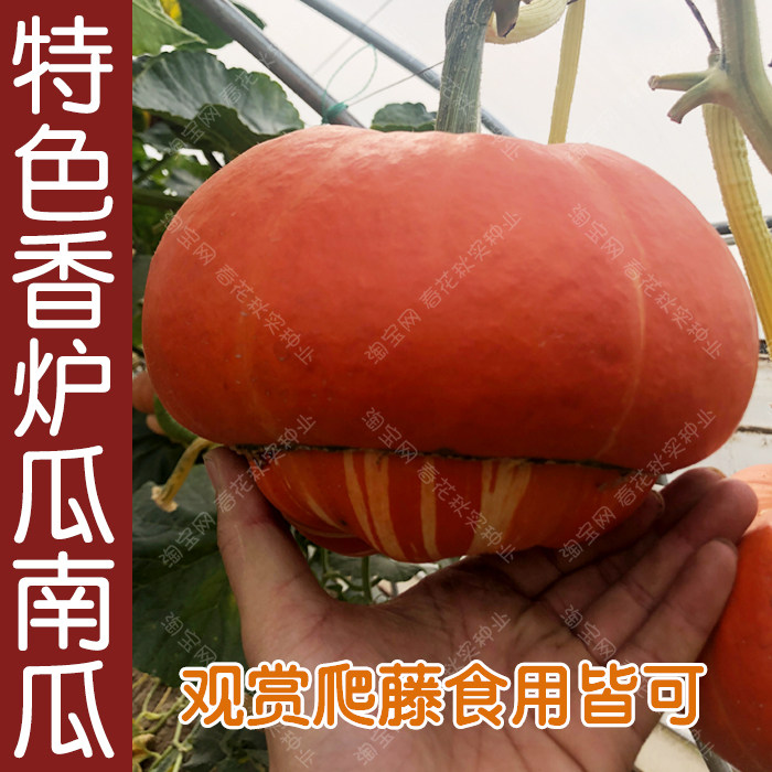香炉瓜种子 春夏秋四季播瓜果南瓜蔬菜籽 盆栽阳台庭院爬藤遮阴孑