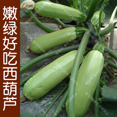 春夏阳台盆栽抗病翠绿西葫芦种子