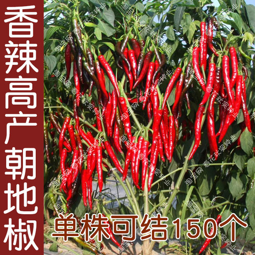 高产抗病地椒辣度结果籽粒种子