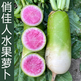 俏佳人脆甜多汁水果萝卜种子 秋季播蔬菜籽 心里美红心好吃易种孑