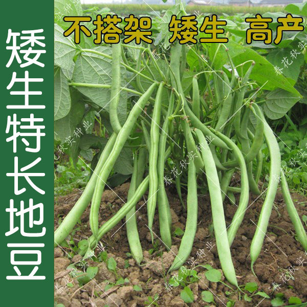 早熟特长地豆种子春秋蔬菜籽图片