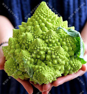宝塔花椰菜种子 秋冬季播特色蔬菜籽 阳台盆栽菜园大田好吃鲜嫩孑