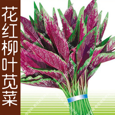 花红柳叶苋菜种子四季播易种植