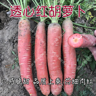 透芯红胡萝卜种子 春秋季播蔬菜籽 脆甜高产玫瑰紫红色庭院大田孑