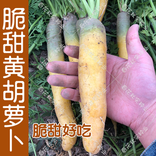 脆甜多汁黄色胡萝卜种子 春秋季播蔬菜籽 水果萝卜阳台盆栽大田孑