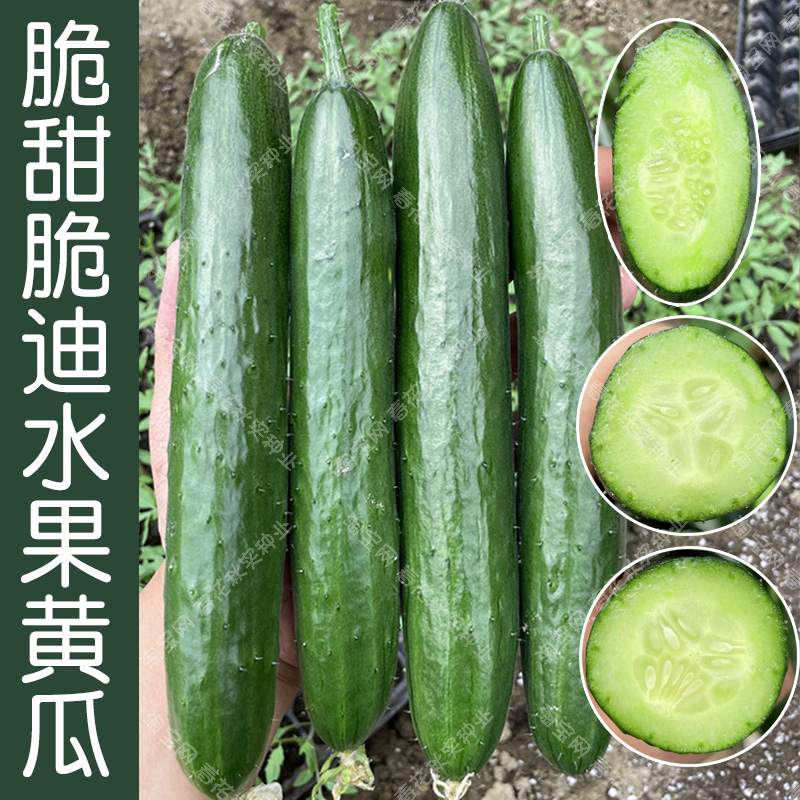 脆迪脆甜水果黄瓜种子 春秋季播蔬菜籽 阳台盆栽大田绿芯多汁生食