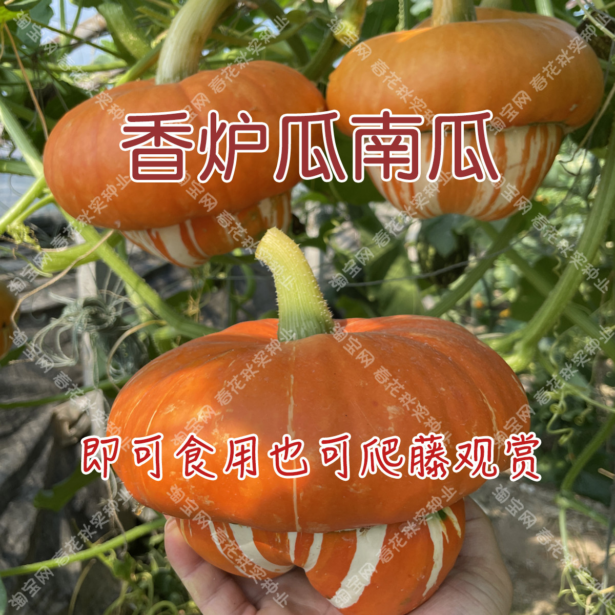 香炉瓜种子 春夏秋四季播瓜果南瓜蔬菜籽 盆栽阳台庭院爬藤遮阴孑,鲜花速递/花卉仿真/绿植园艺,家庭园艺种子,淘宝优惠券,粉丝福利购,淘宝优惠卷