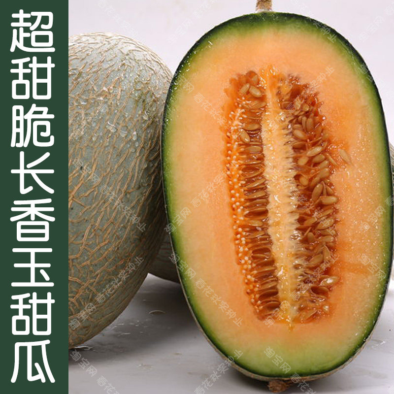 长香玉超甜网纹甜瓜种子 香味浓橙红肉脆爽水果籽 好吃高产抗病孑
