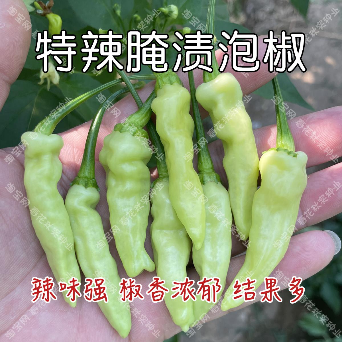 白米辣椒种子云南小米辣