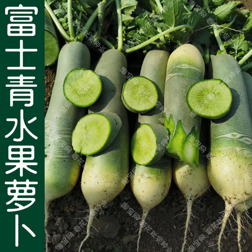 富士青脆甜水果萝卜种子 春季秋季播蔬菜籽 品相好产量高口感好孑 - 封面