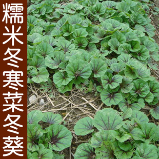 糯米冬寒菜种子 春秋季播蔬菜籽 阳台盆栽易种耐寒耐旱好吃易种孑
